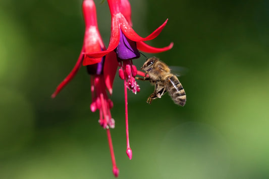 Buzzing with Knowledge: Fascinating Bee Facts You Need to Know