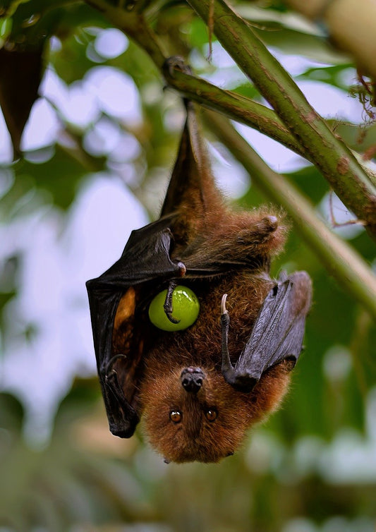 Bats: The Night time Pollinators You Never Knew You Needed