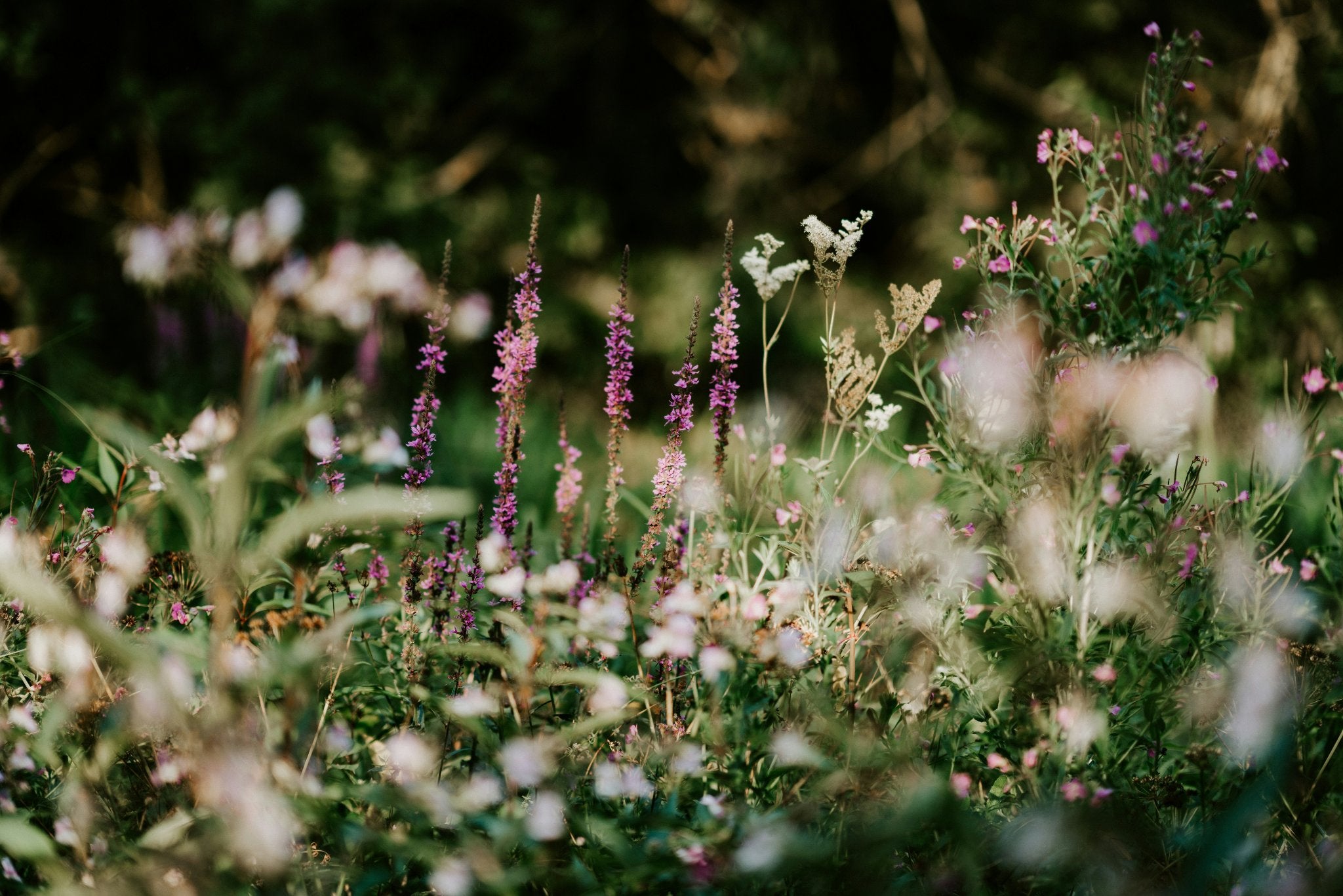 Wildflower field with a blurred background