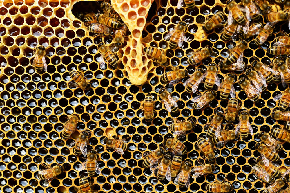 Discover & Grow – The Random Bee