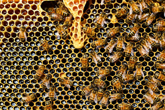 The Fascinating Journey of How Bees Make Honey