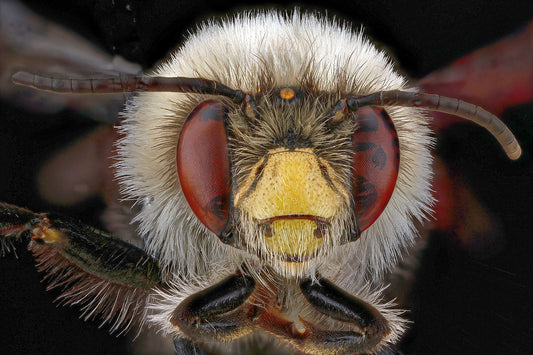 Debunking Common Myths About Bees and Beekeeping