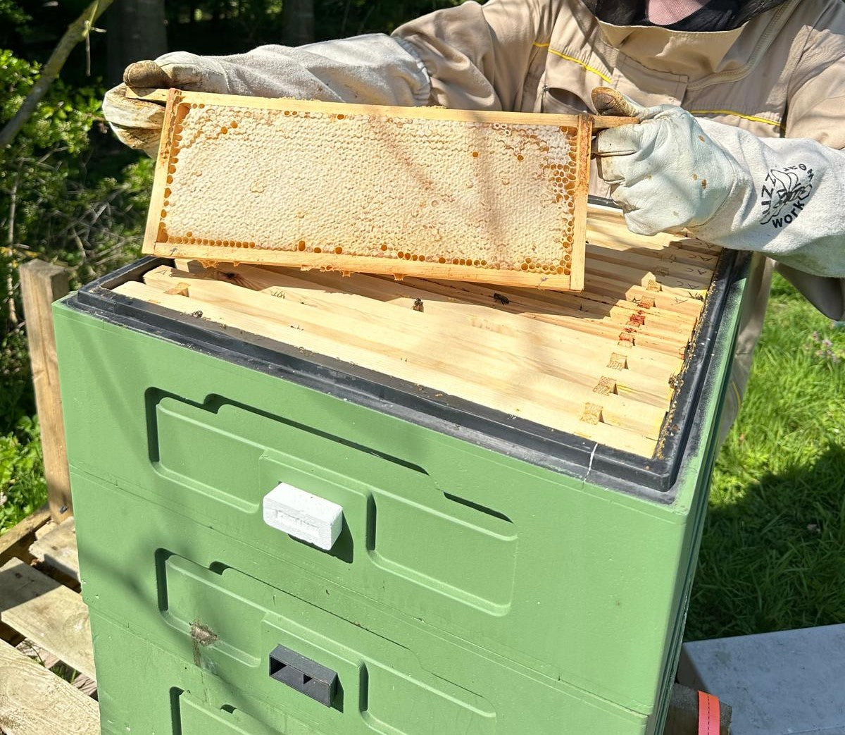 Person inspecting honeycomb on a green bee hive