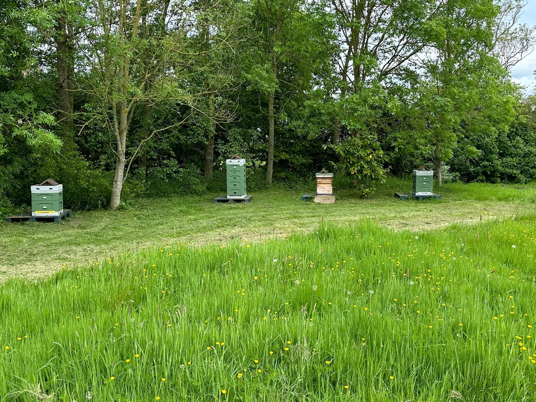 Premium Honey, Beeswax Products, Skin Care & More – The Random Bee