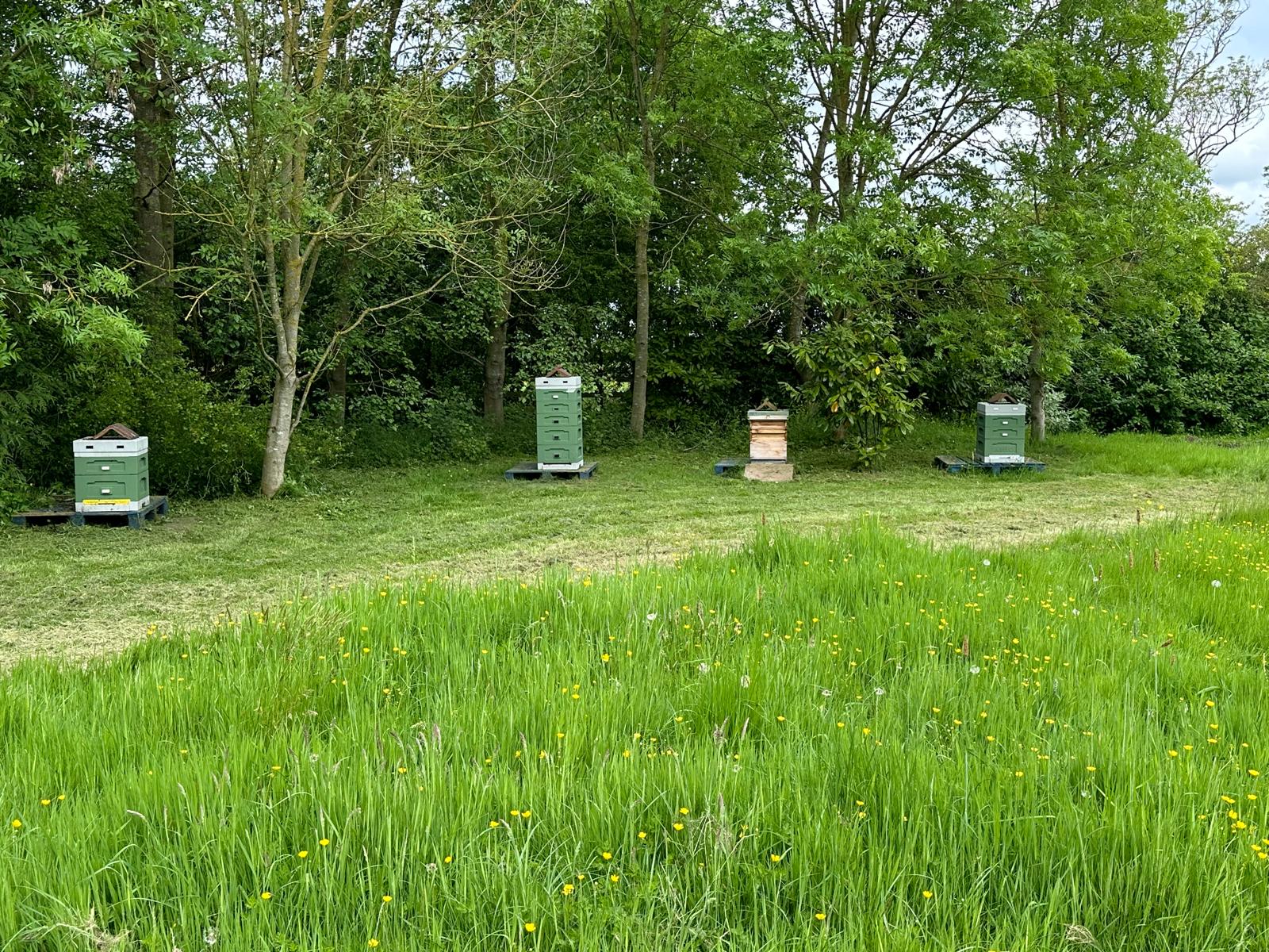 The Random Bee beehives in apiary shaded by trees, surrounded by flowers, supporting healthy bees and sustainable beekeeping